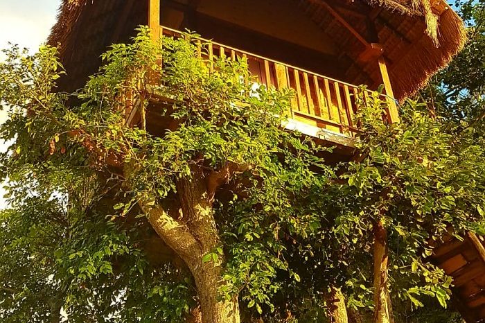 Rumah Pohon Tree House